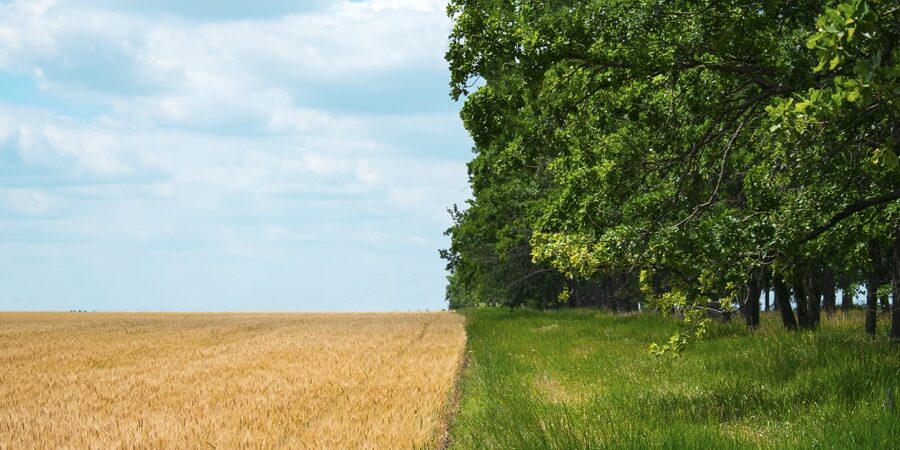 Regenerative Agriculture, Holistic Management, farming problem concept. Yellow field with a blue sky and a green forest with grass Regenerative Agriculture, Holistic Management, farming problem concept. Yellow field with a blue sky and a green forest with grass.